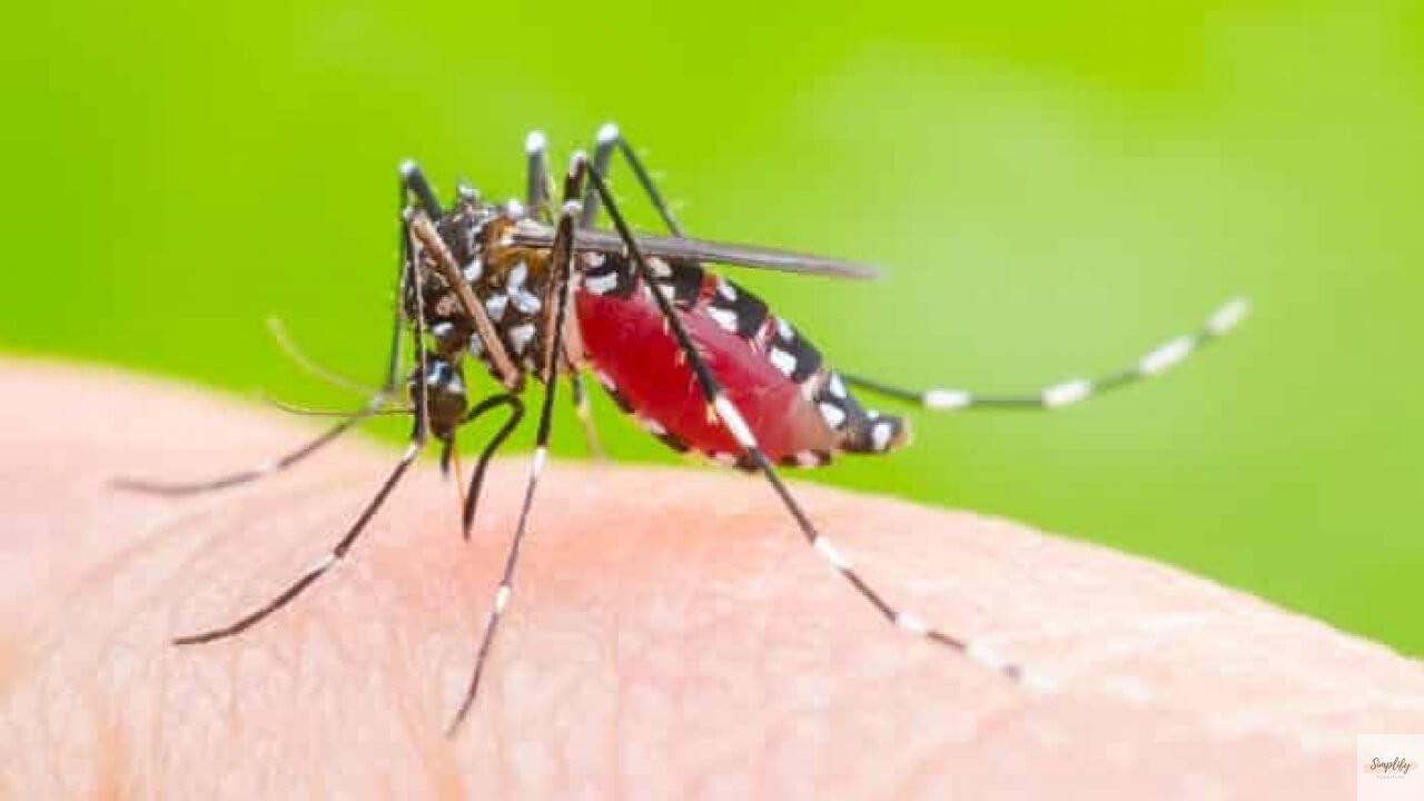 Muỗi vằn (Muỗi Aedes aegypti) - Loài muỗi gây sốt xuất huyết nguy hiểm