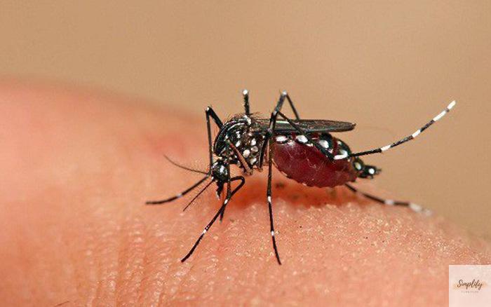 Cách muỗi vằn đốt