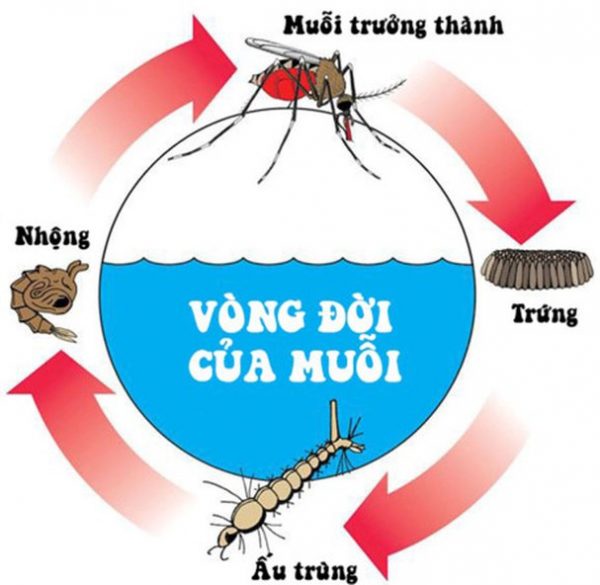 Muỗi vằn (Muỗi Aedes aegypti) - Loài muỗi gây sốt xuất huyết nguy hiểm